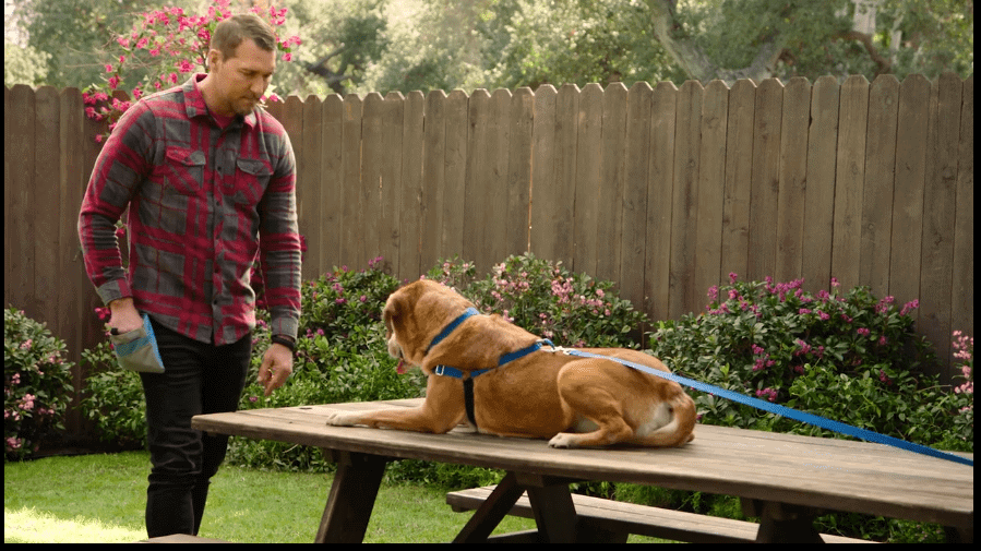 Brandon McMillan Dog Training Masterclass Review- Seating Teach